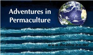 Read more about the article Adventures in Permaculture