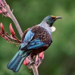 Bird Language & Permaculture