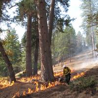 Healing with fire: using prescribed fire to restore cultural and ecological values in California