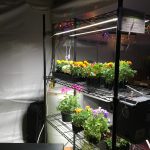 Read more about the article Solar & LEDs for New Closed Loop Agriculture