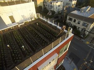 Read more about the article New Systems for Urban Agriculture