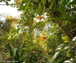 Read more about the article California’s Food Forests: Wildtending in Zone 4