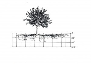 Read more about the article The Latest on Vegetable and Fruit Tree Roots – for Greater Yields