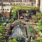 Read more about the article Urban Permaculture: From Toronto to Tel Aviv