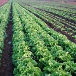 Read more about the article What is Adaptive Agriculture?