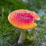 Read more about the article Good Fungi, Happy Plants