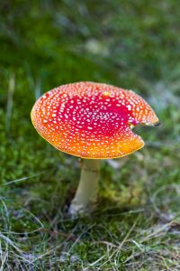 Read more about the article Good Fungi, Happy Plants