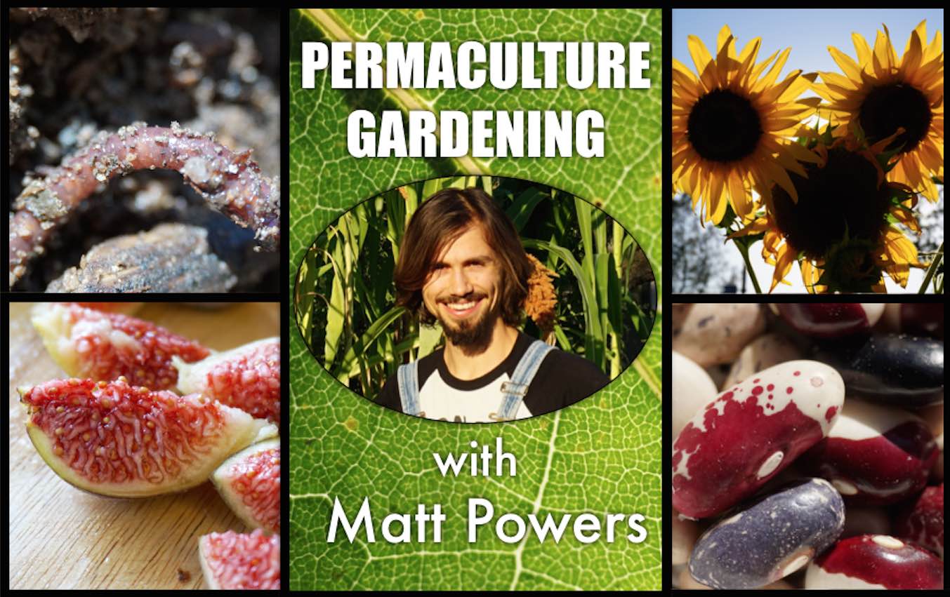 You are currently viewing Permaculture Gardening – From Biointensive to Natural Farming